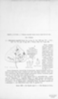 Melampsora populina image